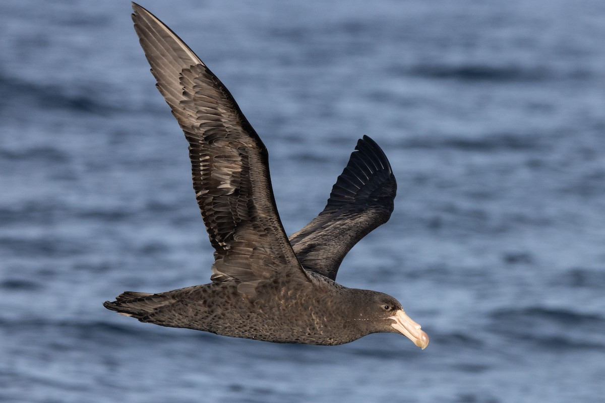 image Northern Giant-Petrel